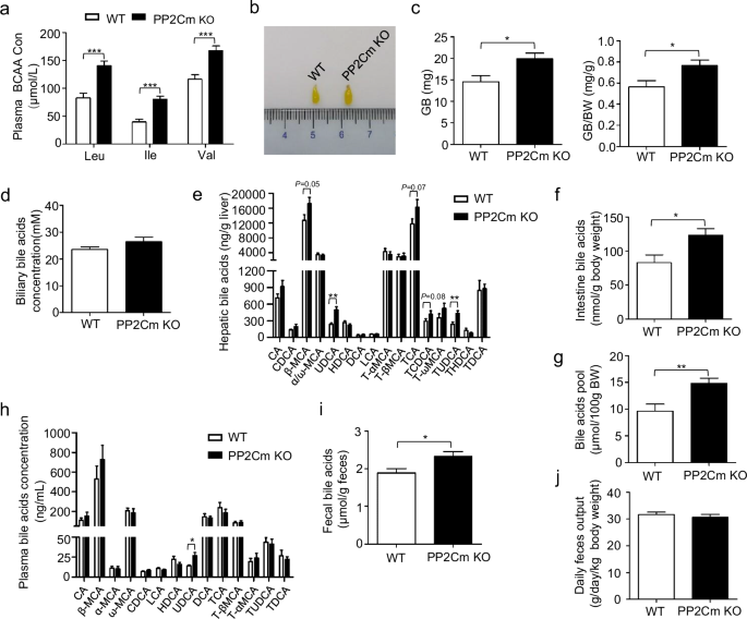 Branched-chain amino acids promote hepatic Cyp7a1 expression and bile acid synthesis via suppressing FGF21-ERK pathway