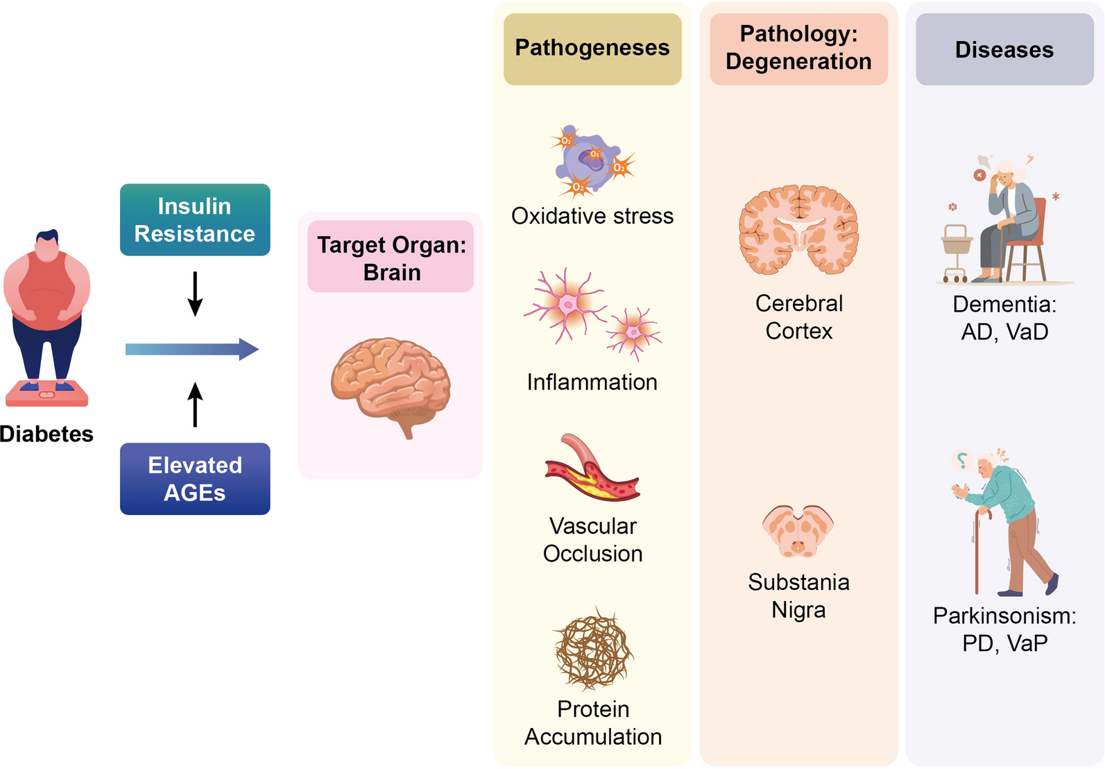 Role of glucagon-like peptide-1 receptor agonists in Alzheimer’s disease and Parkinson’s disease