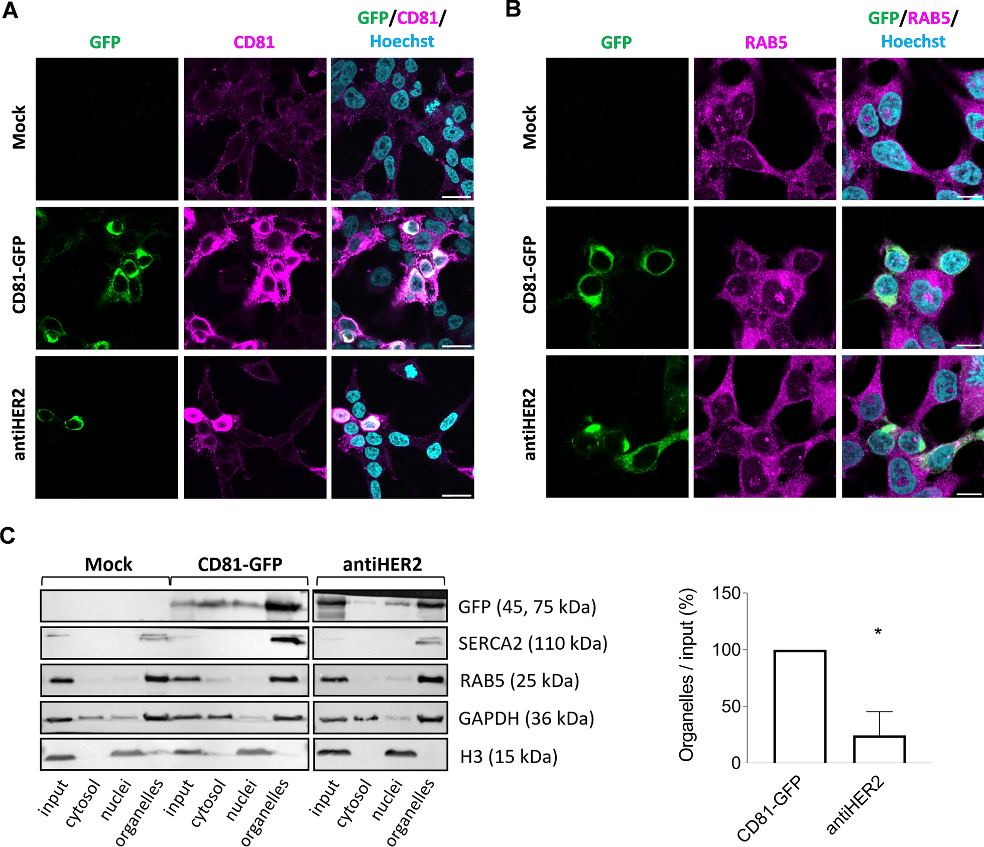 CD81-guided heterologous EVs present heterogeneous interactions with breast cancer cells