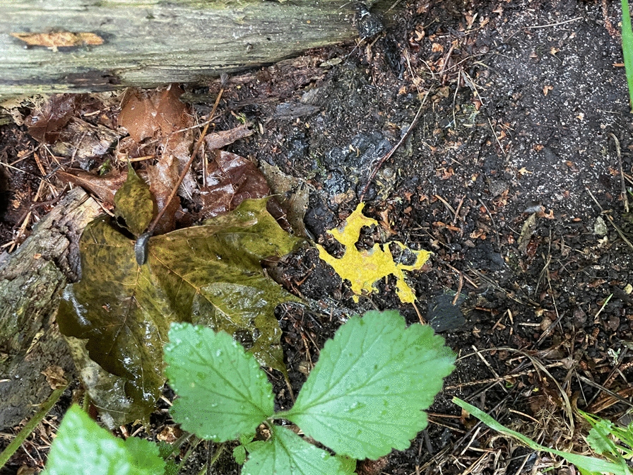 Plasmodial slime moulds (myxomycetes) in Swedish and Nordic folk biology