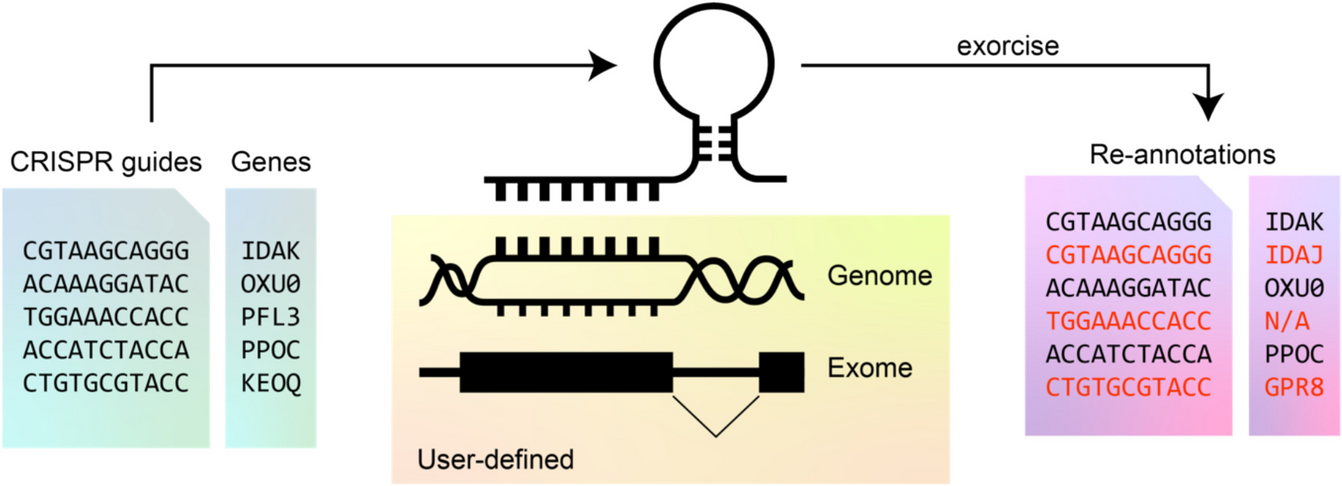 Genome-aware annotation of CRISPR guides validates targets in variant cell lines and enhances discovery in screens