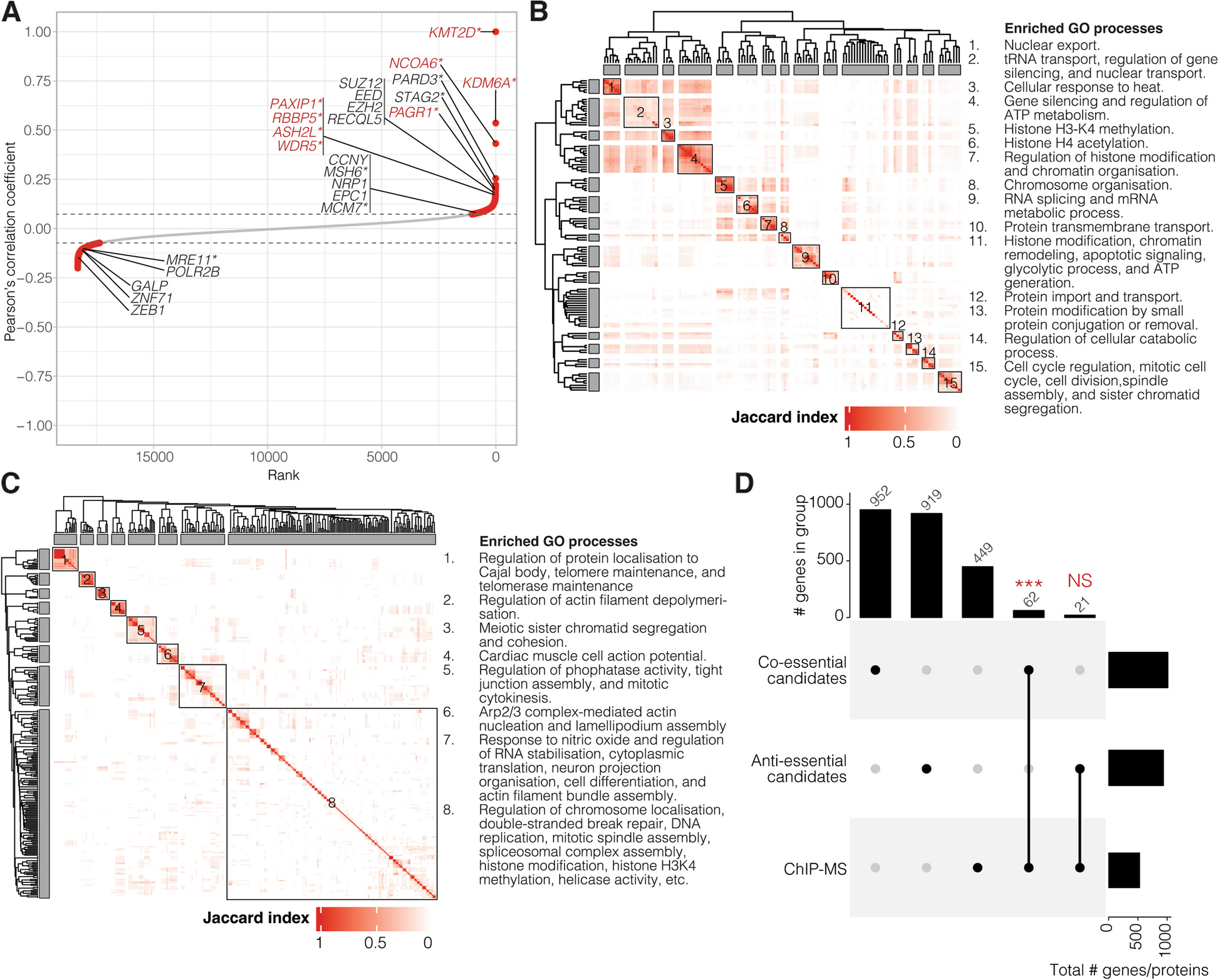 Mapping in silico genetic networks of the KMT2D tumour suppressor gene to uncover novel functional associations and cancer cell vulnerabilities