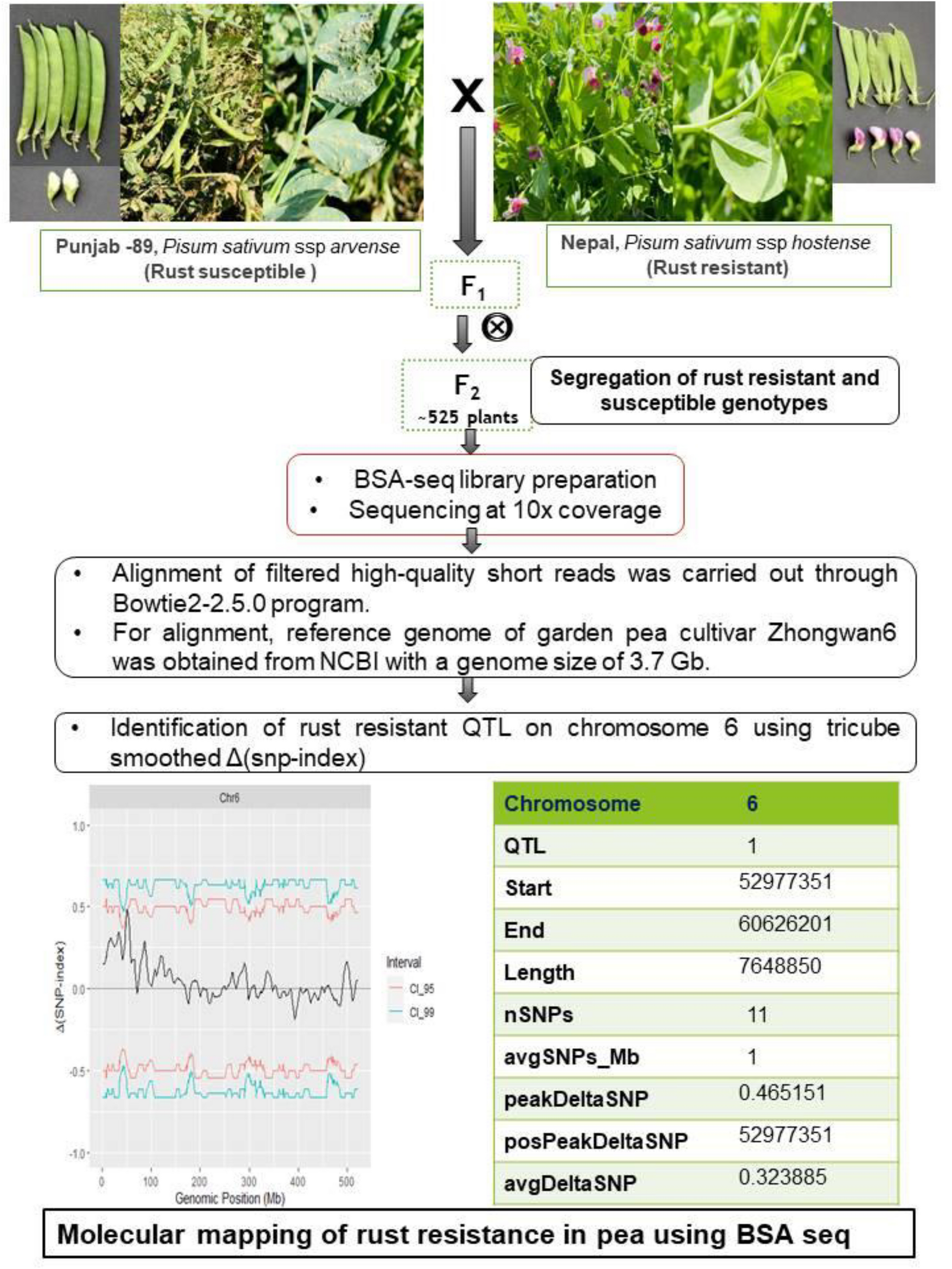 BSA-seq identifies a major locus on chromosome-6 for rust (Uromyces viciae fabae) resistance in garden pea (Pisum sativum L.)