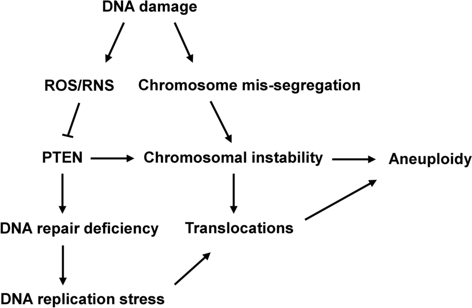 PTEN as an apologist of chromosomes from the aggressor cancer: mechanisms of chromosomal instability and prevention of aneuploidy