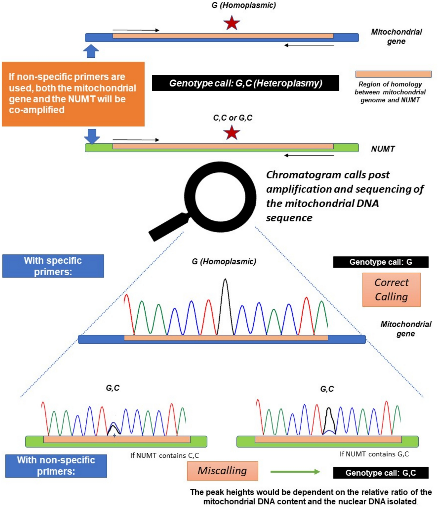 Knowledge of NUMTs and mitochondrial DNA specific primer designing is of utmost importance to avoid misidentification of heteroplasmic mutations