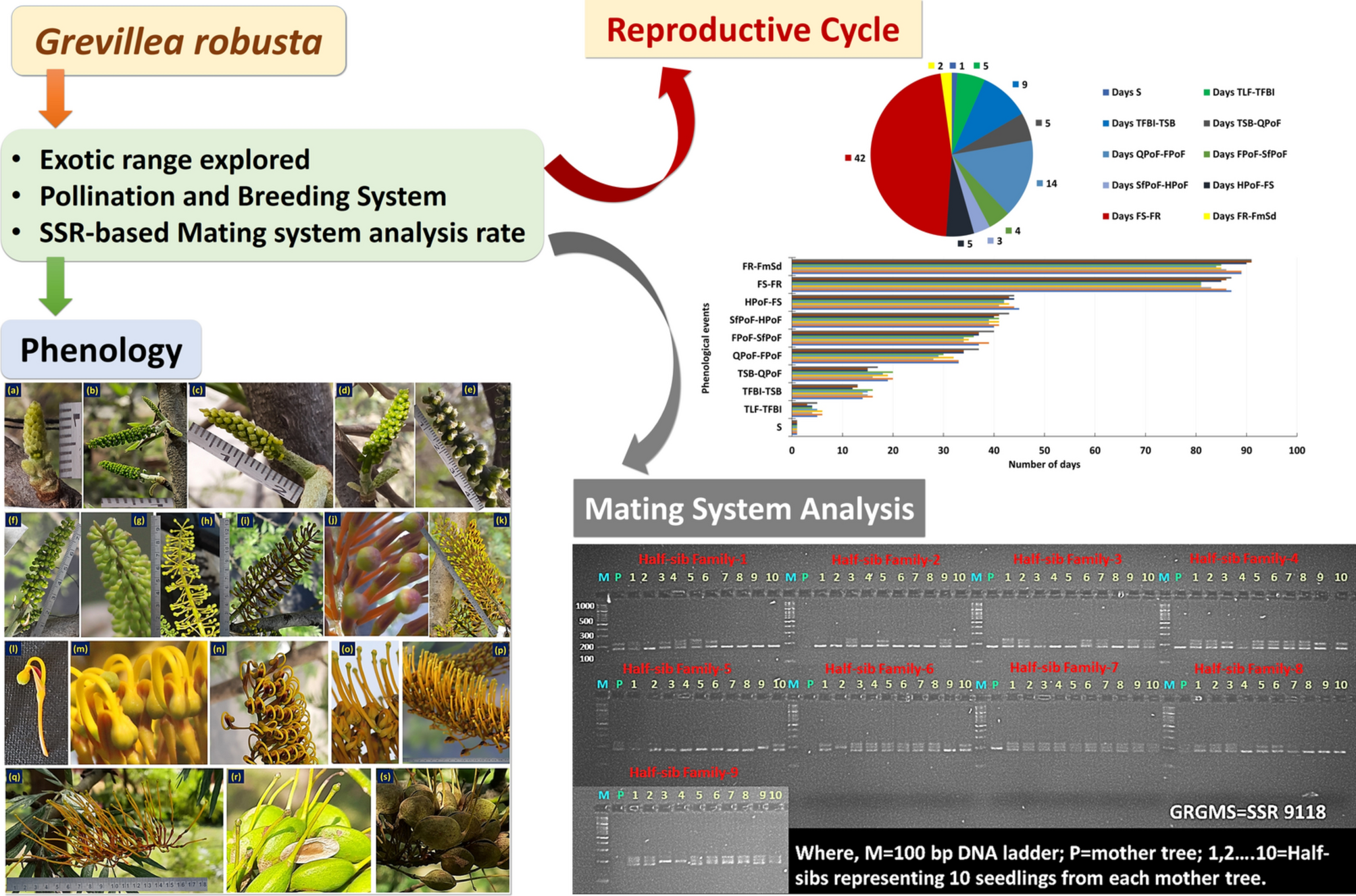 Phenological pattern, breeding behaviour, and estimation of outcrossing rate in Grevillea robusta (Proteaceae)