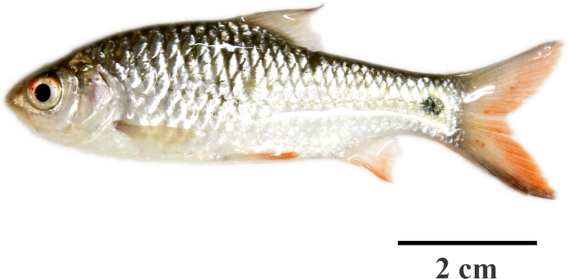 The chromosomal distribution of ribosomal DNA and repetitive DNAs in the genome of the red cheek barb, Systomus rubripinnis (Valenciennes, 1842)