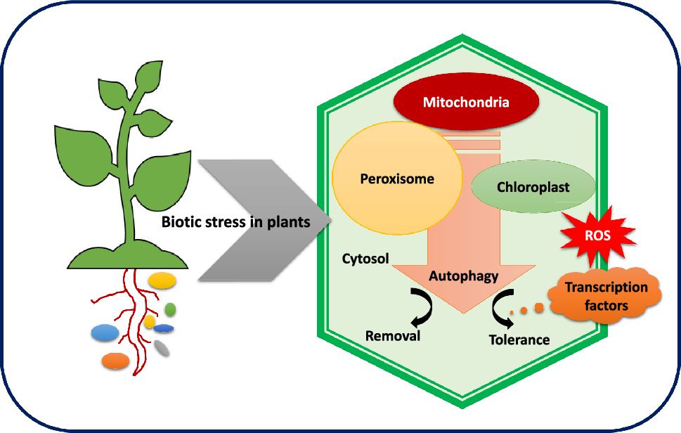 From cellular cleanup to defense: the stepwise process of plant autophagy with special reference to their crucial role in biotic stress tolerance