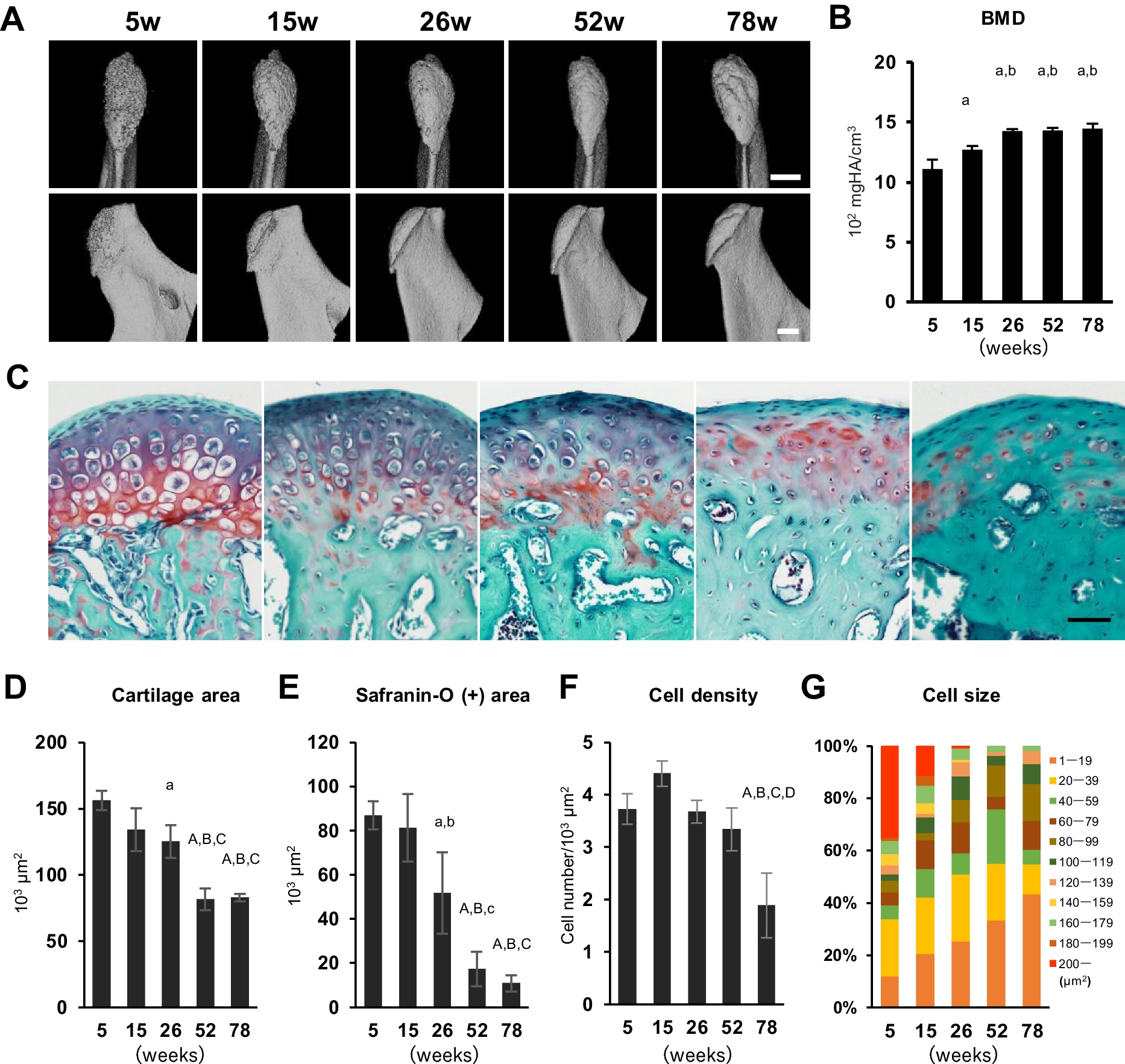 A loss of primary cilia by a reduction in mTOR signaling correlates with age-related deteriorations in condylar cartilage