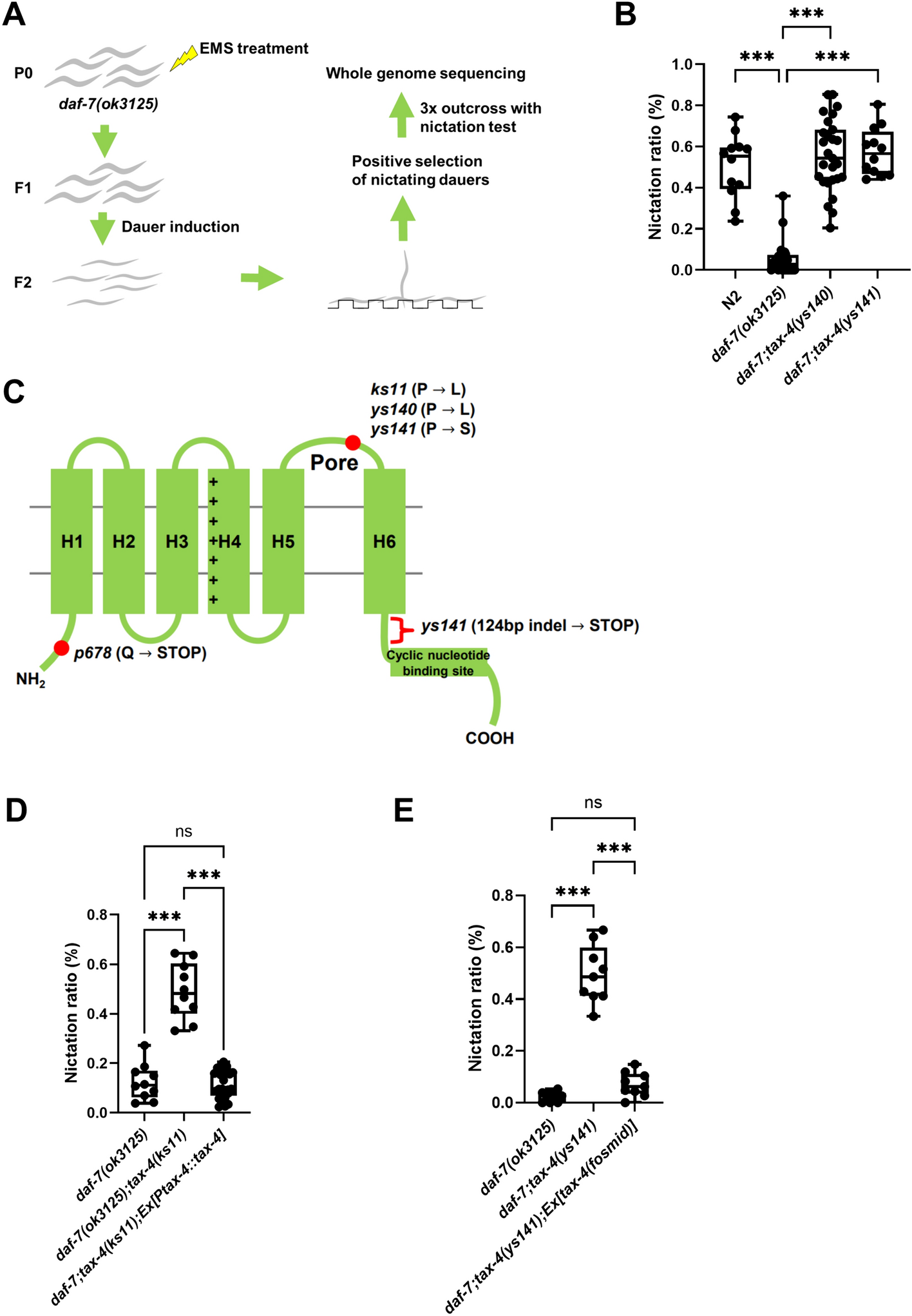 Role of gustatory neurons opposing TGF-β in regulating nictation behavior in Caenorhabditis elegans