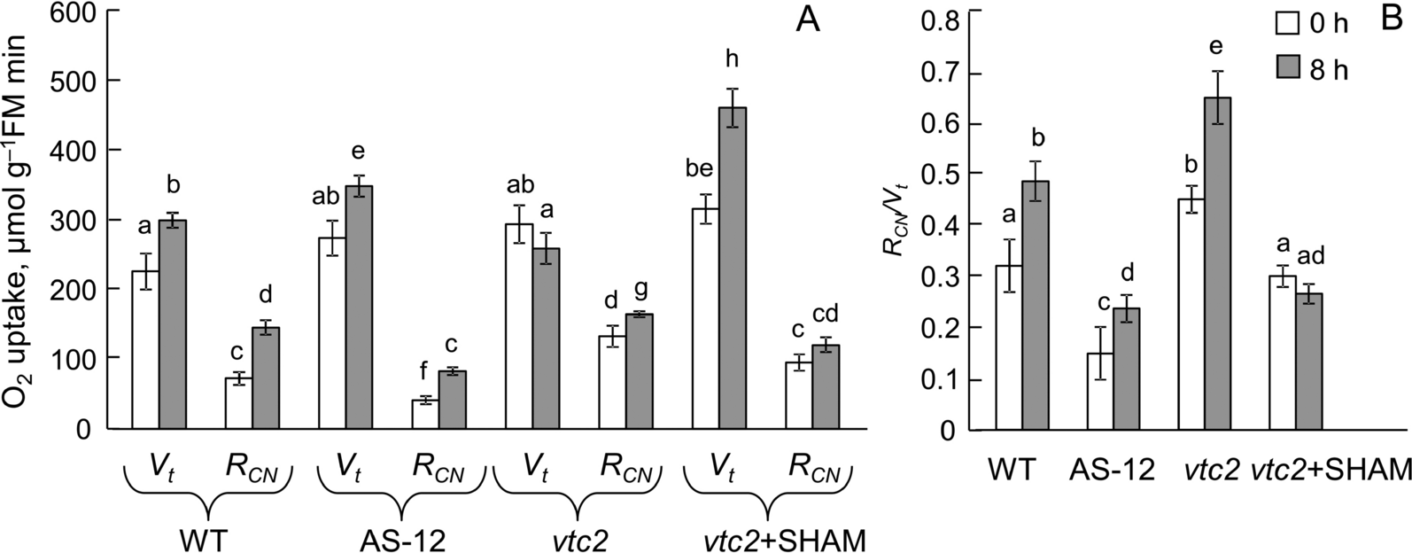 Alternative oxidase affects ascorbate metabolism in Arabidopsis thaliana plants under high-light conditions: possible links between respiratory electron transport pathways in mitochondria