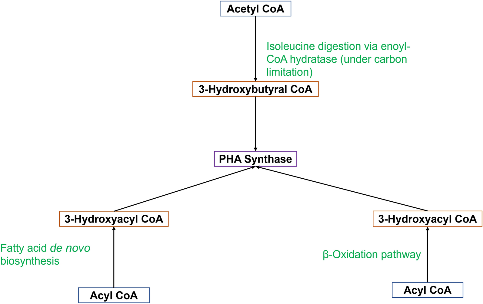Comparative binding affinity and stability of PHA synthase from Pseudomonas putida and Pseudomonas aeruginosa with acetyl and acyl substrates