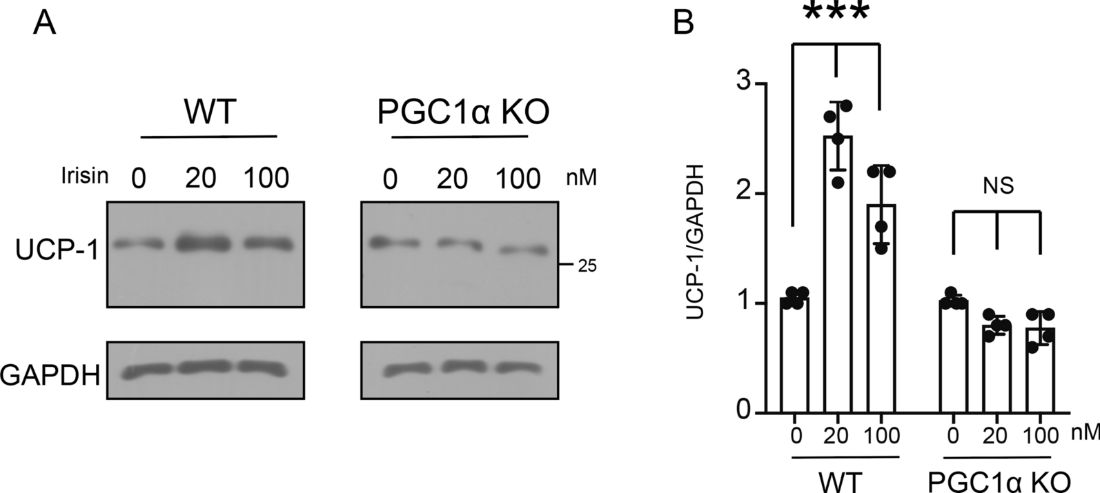 MicroRNA dynamics in irisin-mediated signaling pathways within adipose tissue