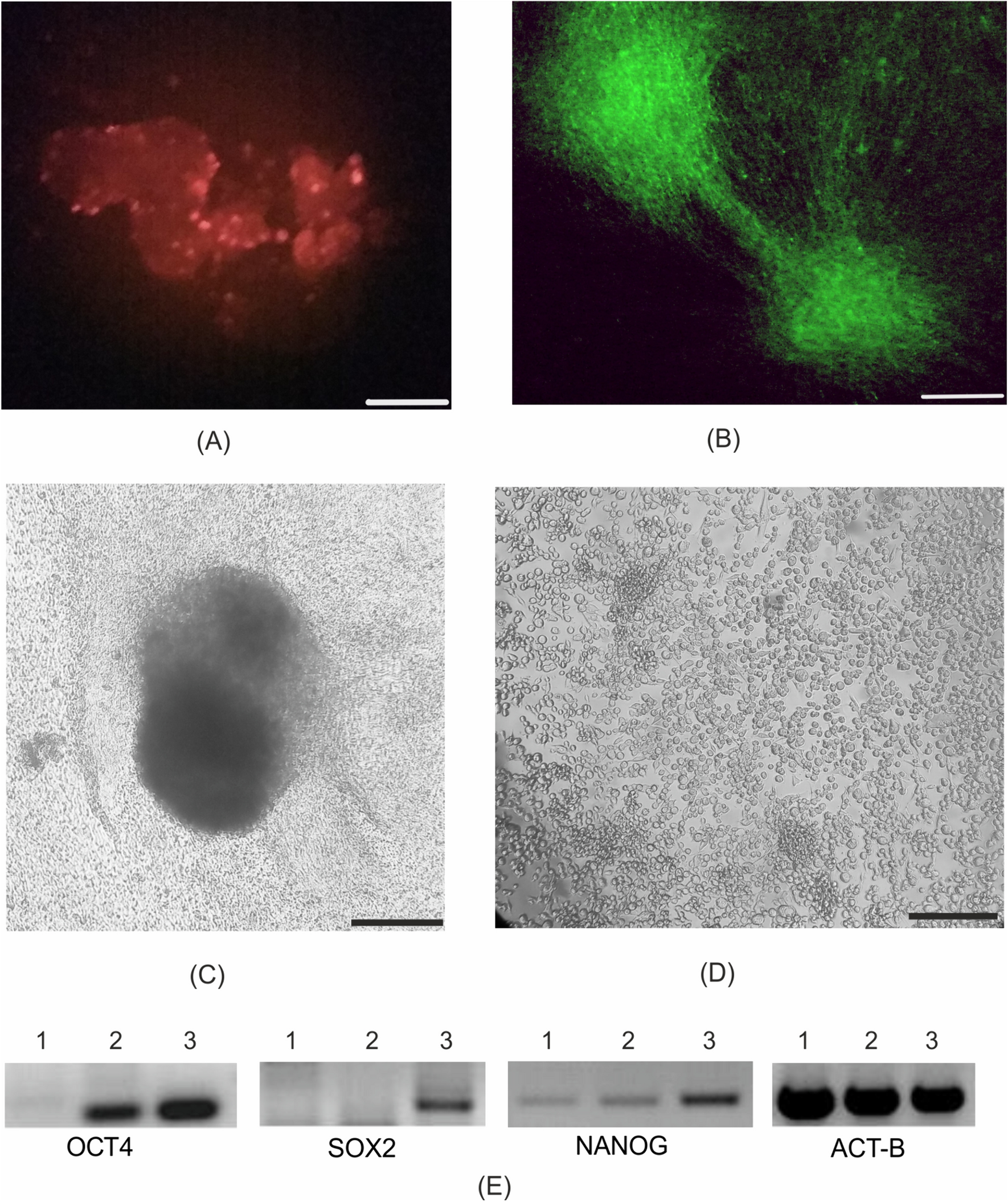 Dendritic cells derived from induced pluripotent stem cells and stimulated by antigens of hepatitis C virus efficiently activate T-lymphocytes
