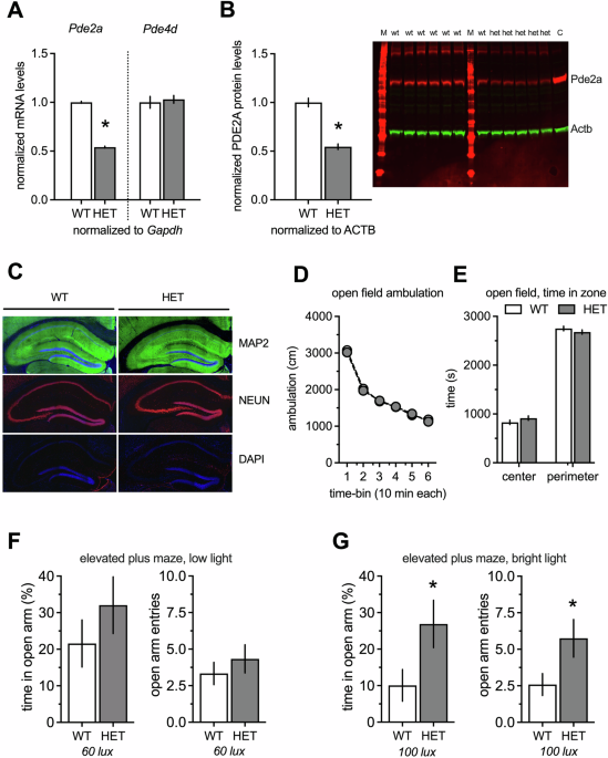 Longevity, enhanced memory, and altered density of dendritic spines in hippocampal CA3 and dentate gyrus after hemizygous deletion of Pde﻿﻿2a in mice