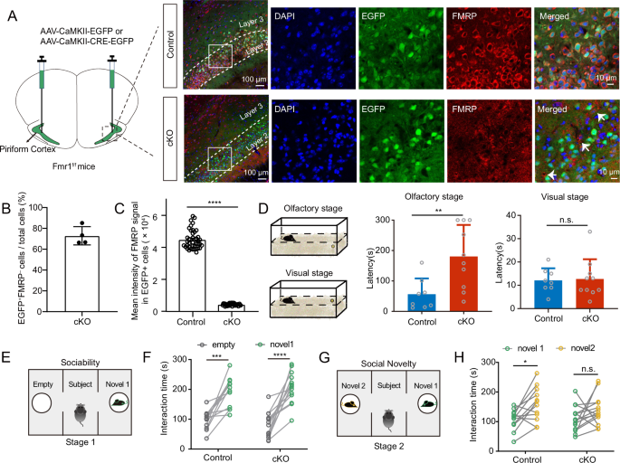 Anterior piriform cortex dysfunction underlies autism spectrum disorders-related olfactory deficits in Fmr1 conditional deletion mice