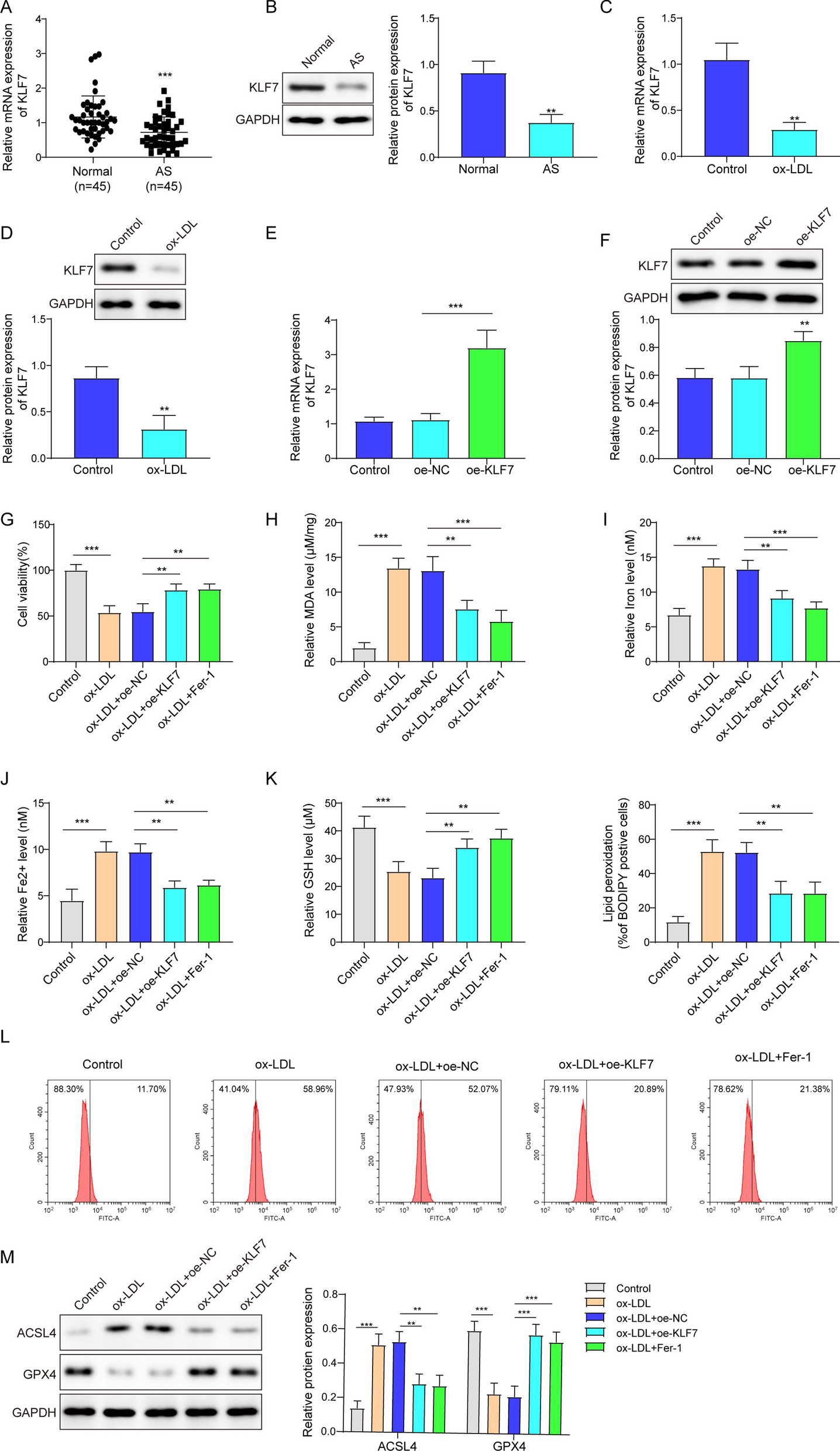 KLF7 reverses ox-LDL-induced ferroptosis in HMEC-1 cells through transcriptionally activating ALKBH5 to inhibit the m6A modification of ACSL4