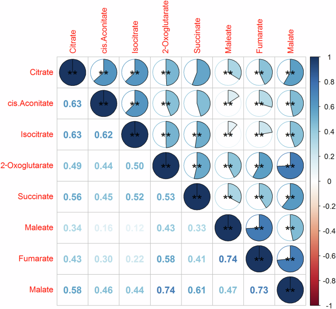 Association of tricarboxylic acid cycle related-metabolites with hypertension in older adults: a community-based cross-sectional study