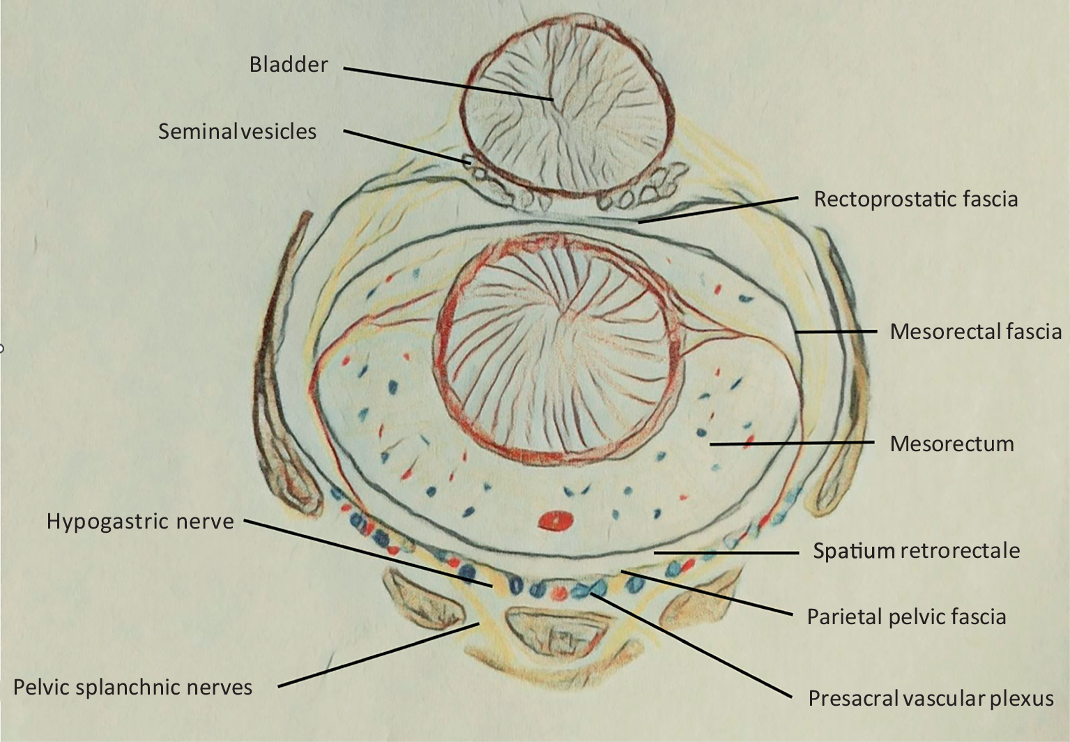 Surgical therapy of rectal cancer