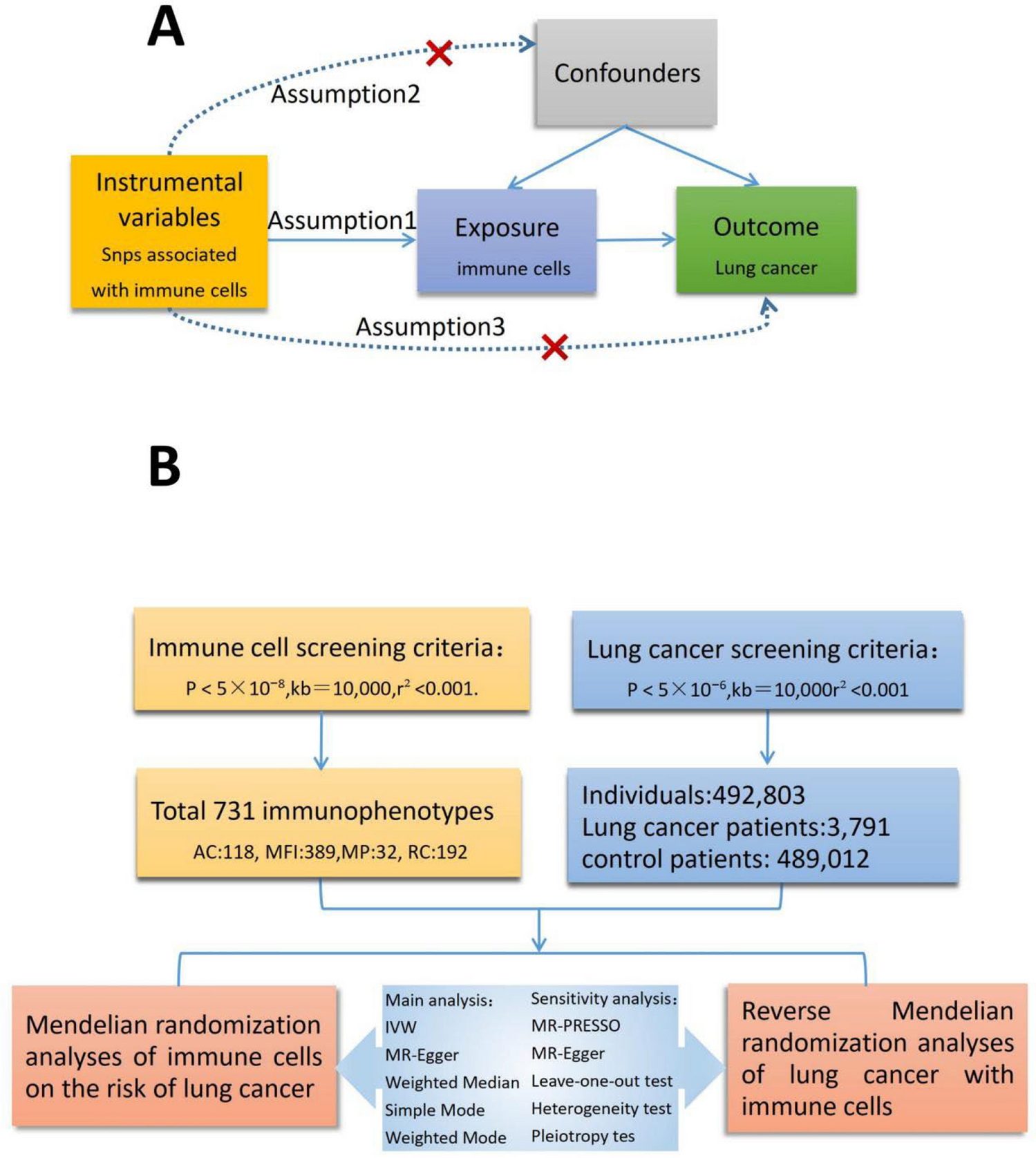 The immune cells causative role in lung cancer: Mendelian randomization study
