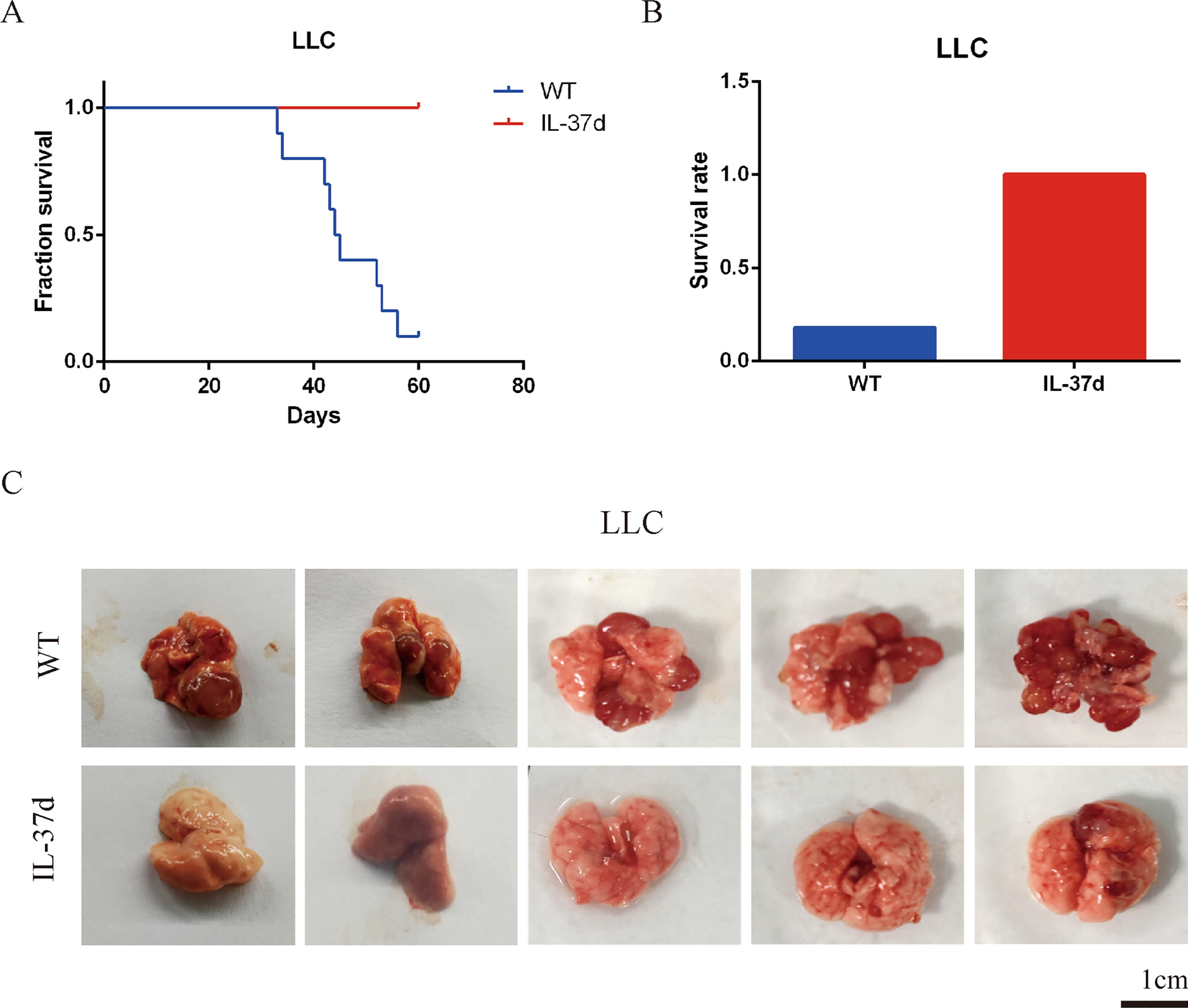 The effect and mechanism of IL-37d on neutrophil recruitment in the early stage of tumor metastasis in the lungs