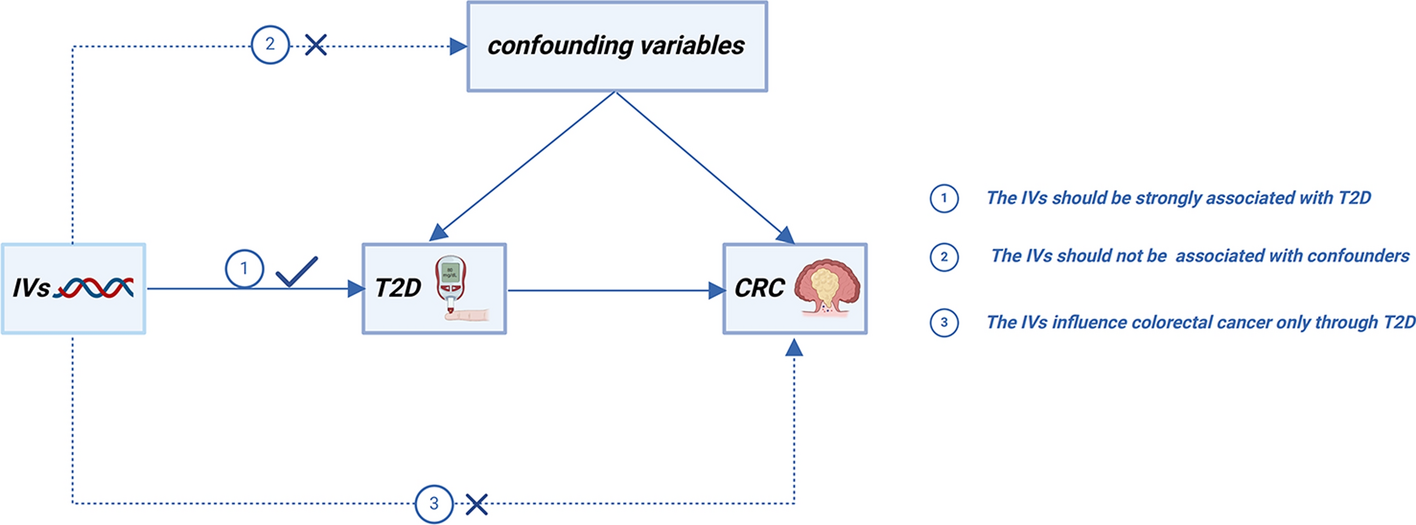 Type 2 diabetes and colorectal cancer: genetic causality explored via Mendelian randomization
