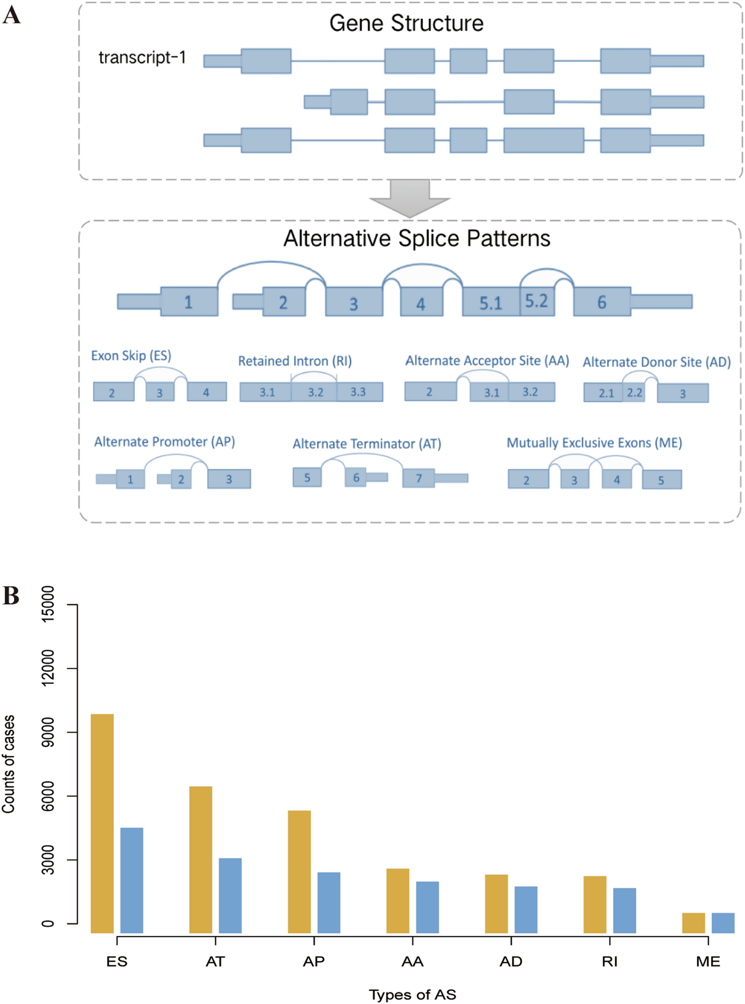 Prognostic alternative splicing and multi-omics characteristics reveal FTCD is a potential target of hepatocellular carcinoma