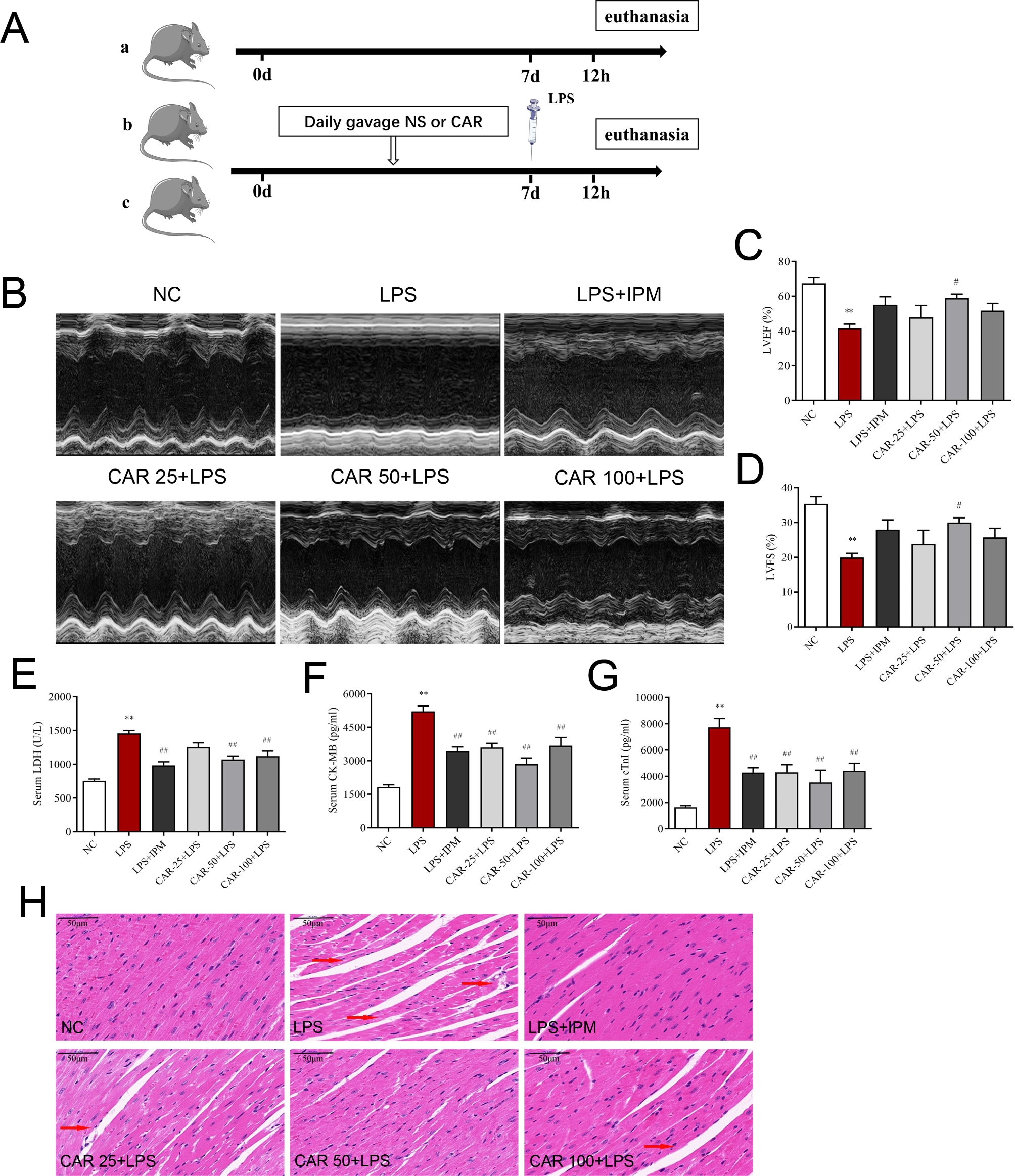 Carvacrol alleviates LPS-induced myocardial dysfunction by inhibiting the TLR4/MyD88/NF-κB and NLRP3 inflammasome in cardiomyocytes