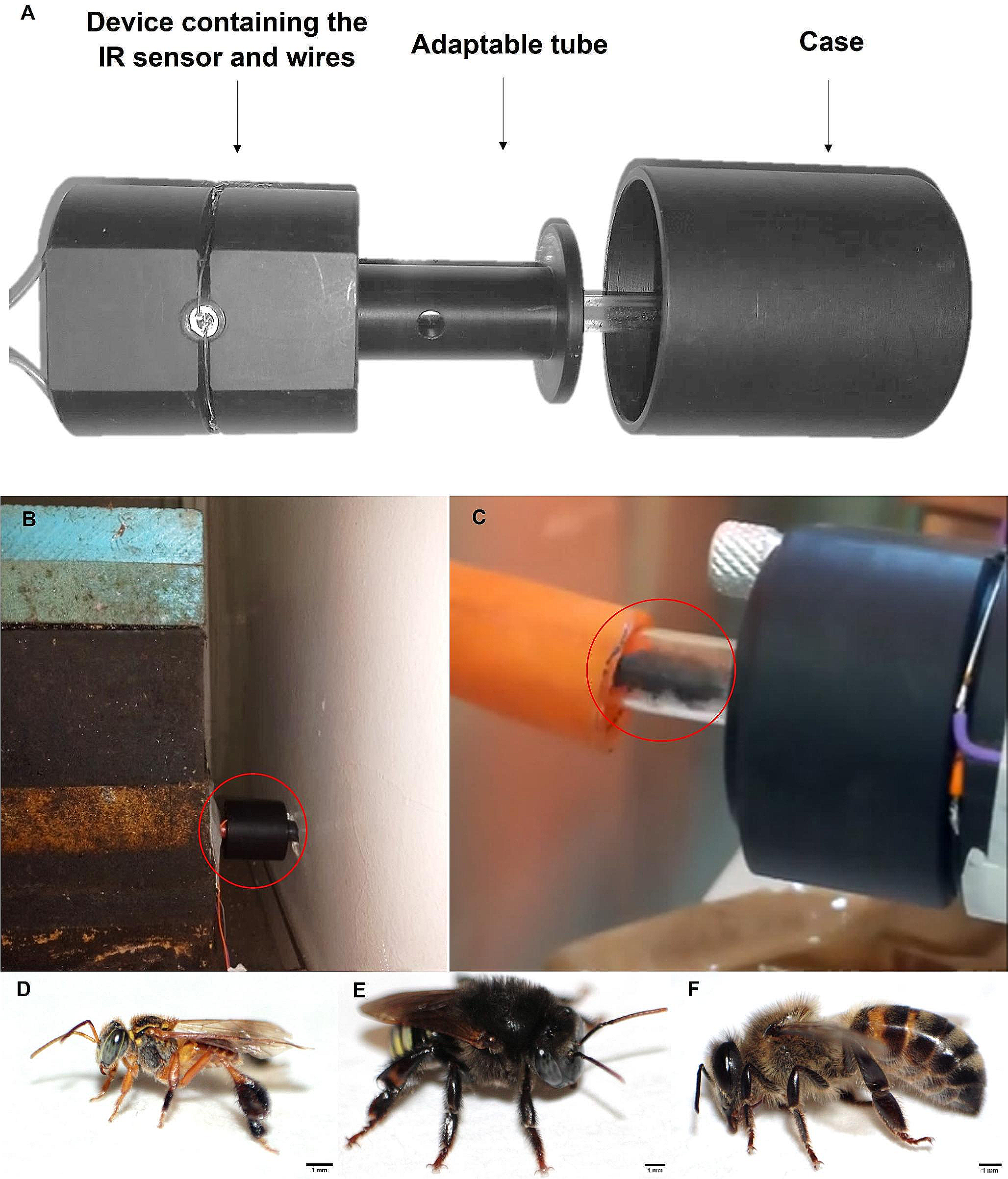 A versatile recording device for the analysis of continuous daily external activity in colonies of highly eusocial bees
