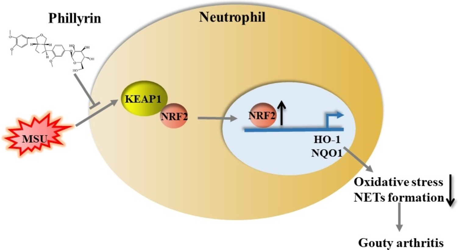 Phillyrin inhibits oxidative stress and neutrophil extracellular trap formation through the KEAP1/NRF2 pathway in gouty arthritis