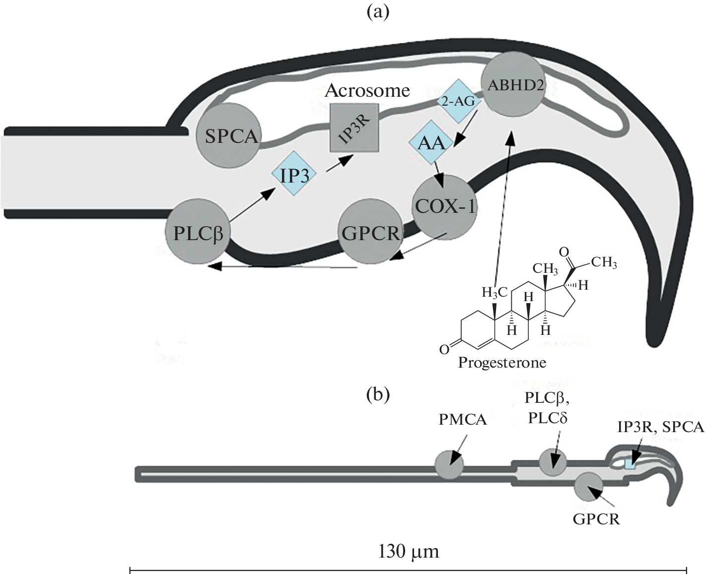 Comparative Investigation of the Mechanisms of Calcium Response in Human and Murine Spermatozoa