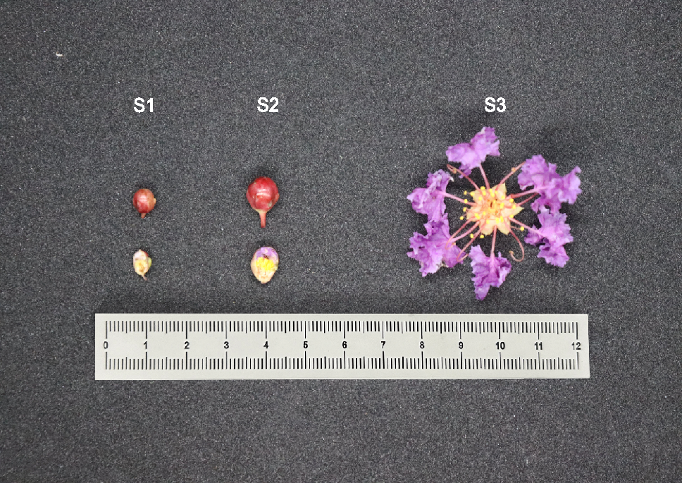 Identification of bHLH transcription factors and screening of anthocyanin-related genes in Lagerstroemia indica