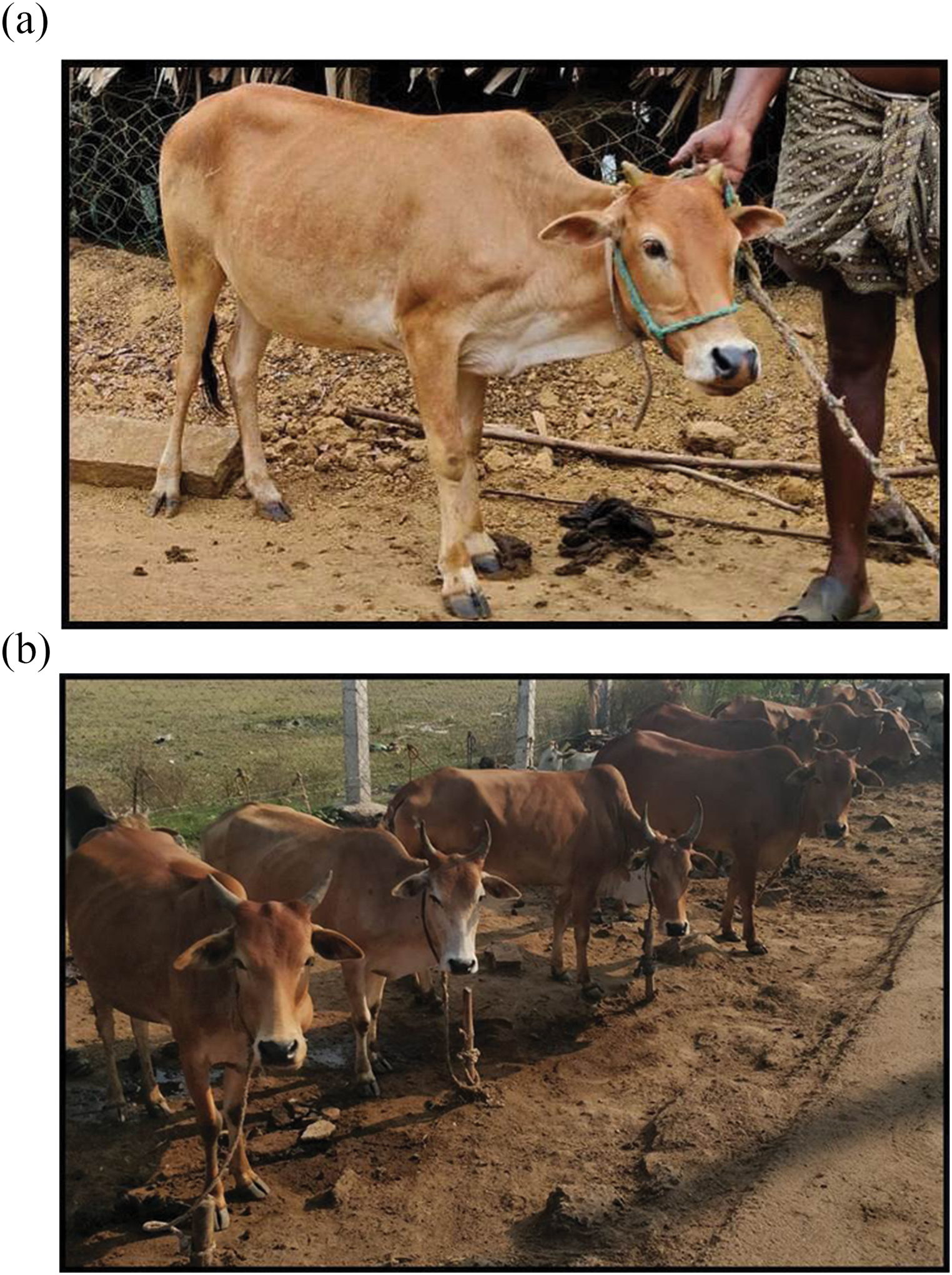 Microsatellite based molecular characterization of Nattukuttai– a unique short statured Bos indicus cattle population of southern India