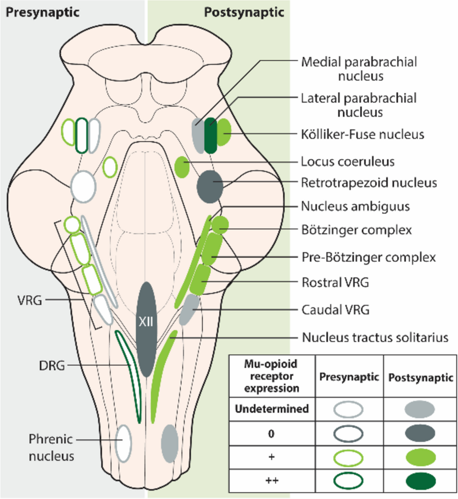 Respiratory Depression Associated with Opioids: A Narrative Review