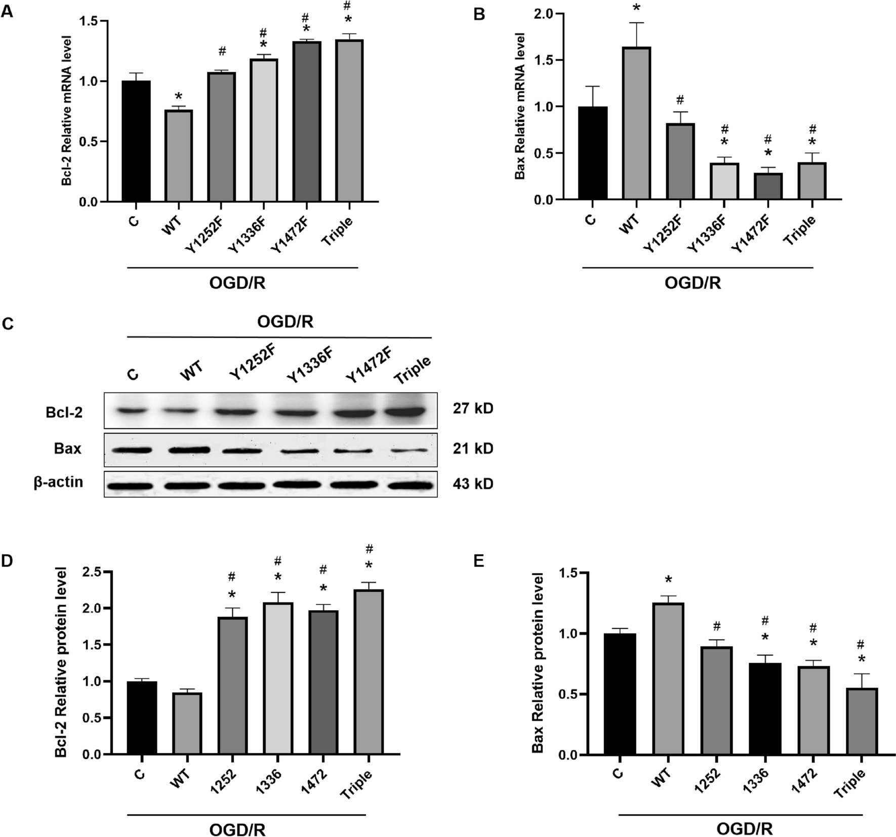 Role of phosphorylated Y1252, Y1336 and Y1472 on NR2B subunits in hypoxia tolerance of neuronal cell in vitro