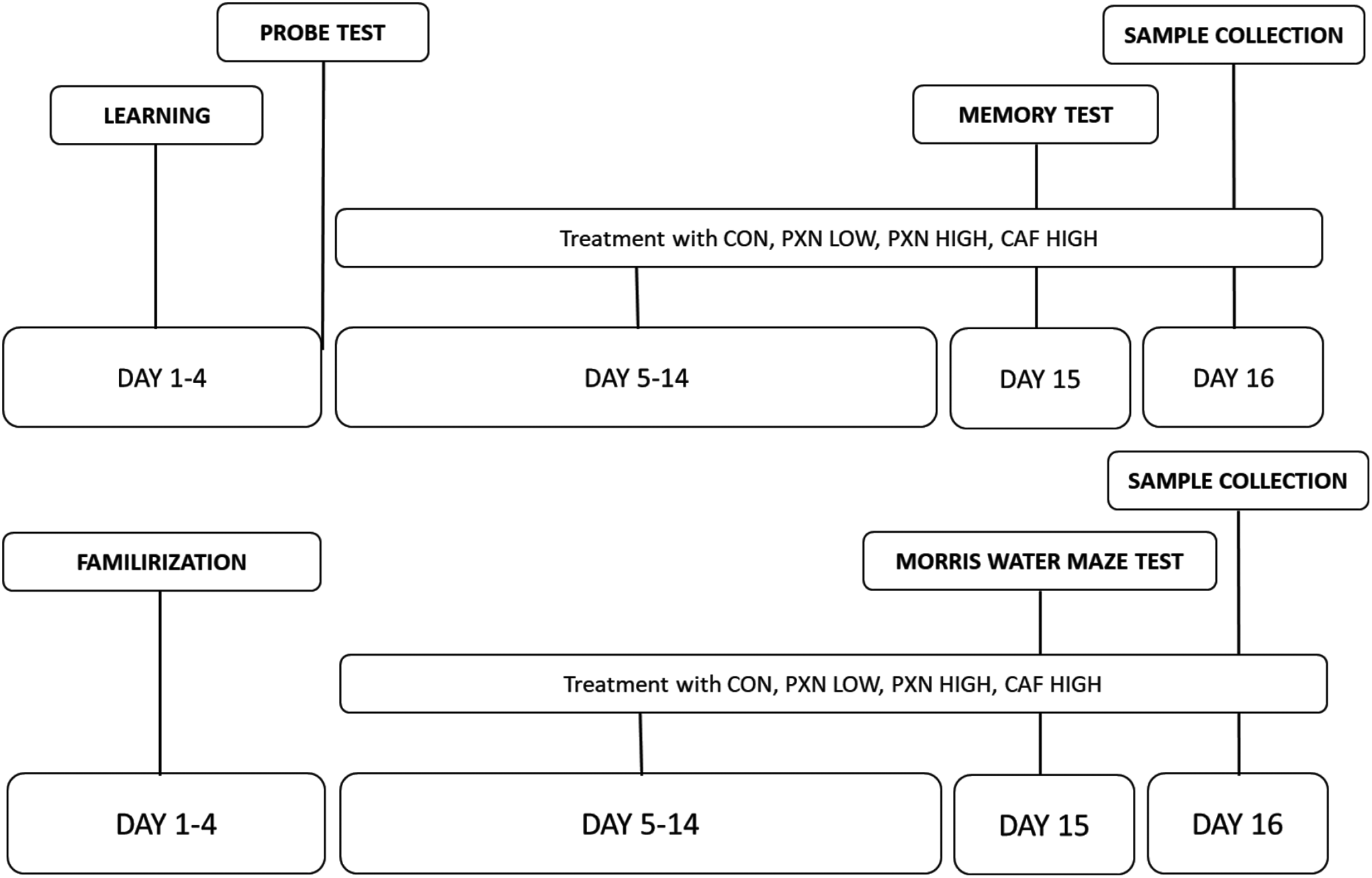 Paraxanthine enhances memory and neuroplasticity more than caffeine in rats