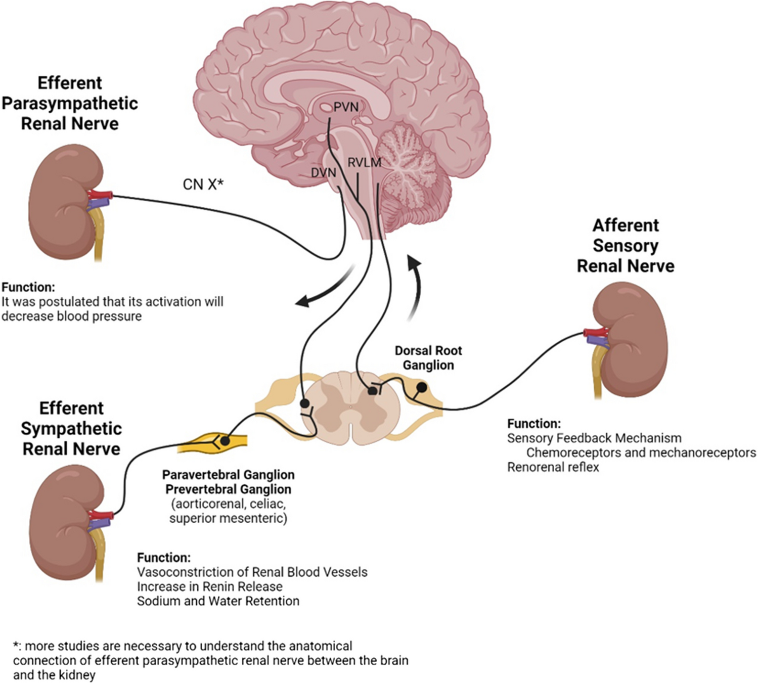 The road to renal denervation for hypertension and beyond (HF): two decades of failed, succeeded, and to be determined