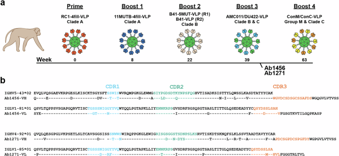 Neutralizing antibodies elicited in macaques recognize V3 residues on altered conformations of HIV-1 Env trimer