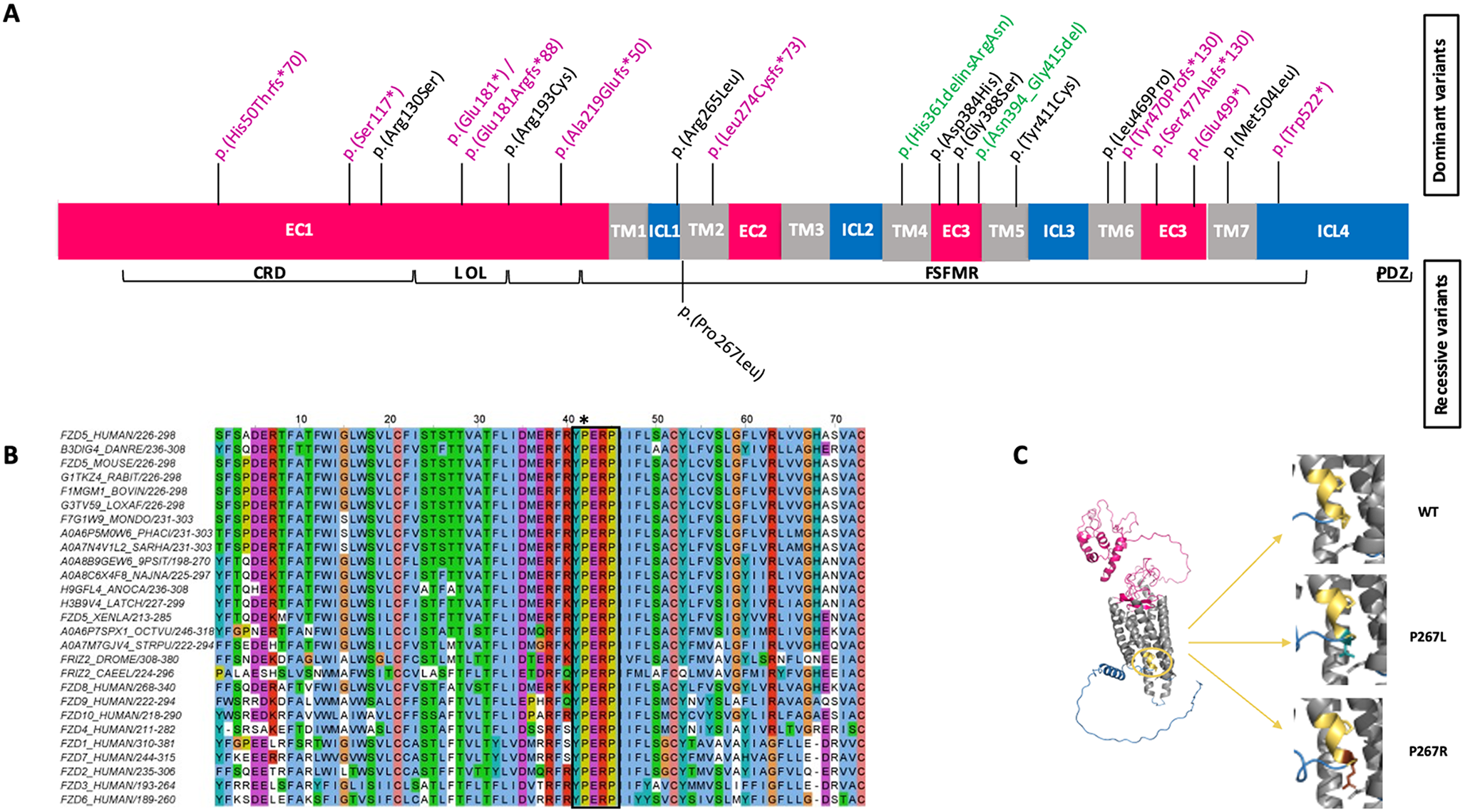 Homozygosity for a hypomorphic mutation in frizzled class receptor 5 causes syndromic ocular coloboma with microcornea in humans
