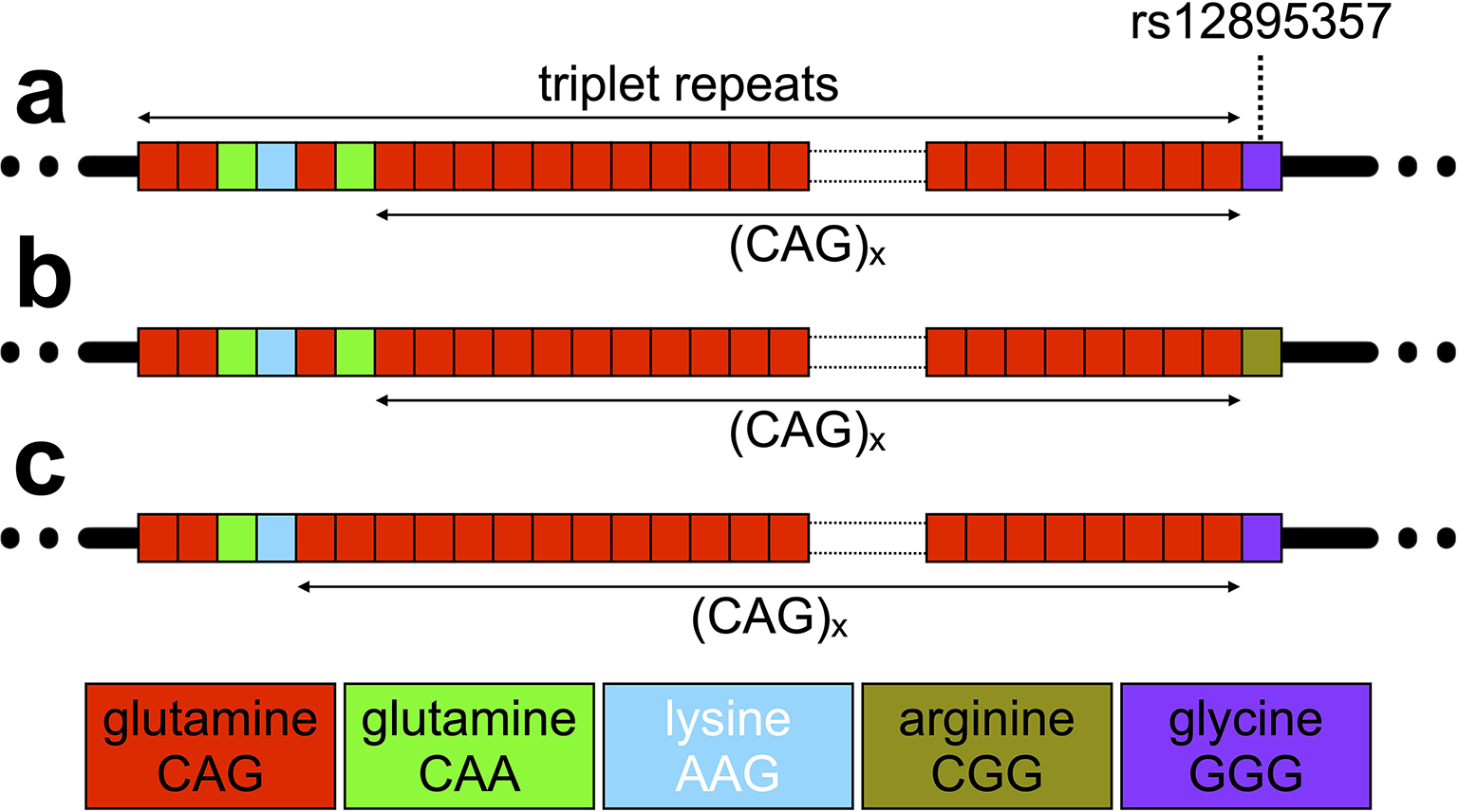 Age-dependent somatic expansion of the ATXN3 CAG repeat in the blood and buccal swab DNA of individuals with spinocerebellar ataxia type 3/Machado-Joseph disease