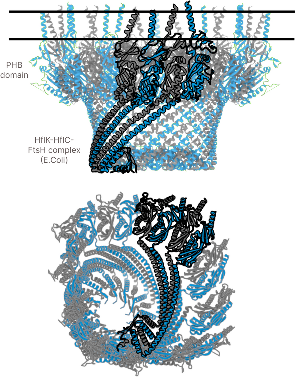 Biallelic variants in ERLIN1: a series of 13 individuals with spastic paraparesis
