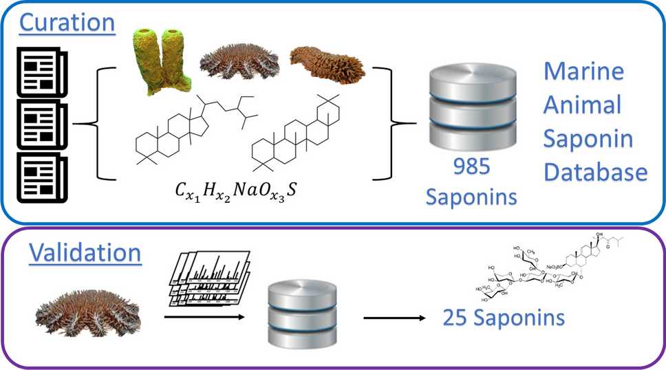 A mass spectrometry database for the identification of marine animal saponin-related metabolites