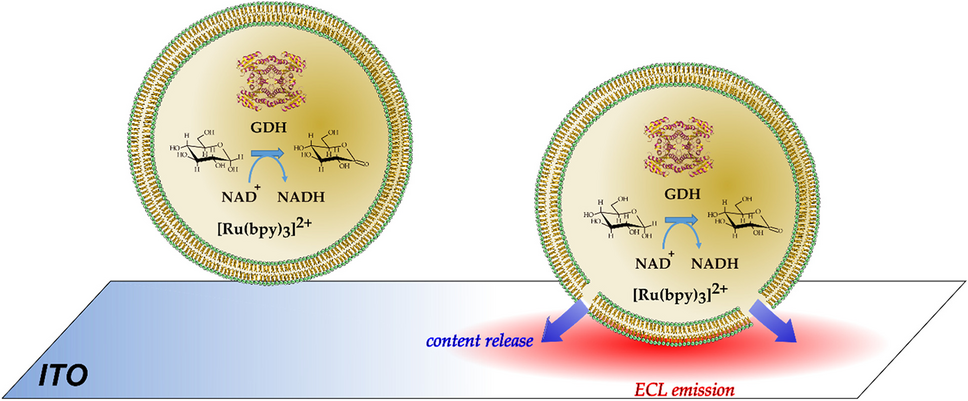 Electrochemiluminescent imaging of a NADH-based enzymatic reaction confined within giant liposomes