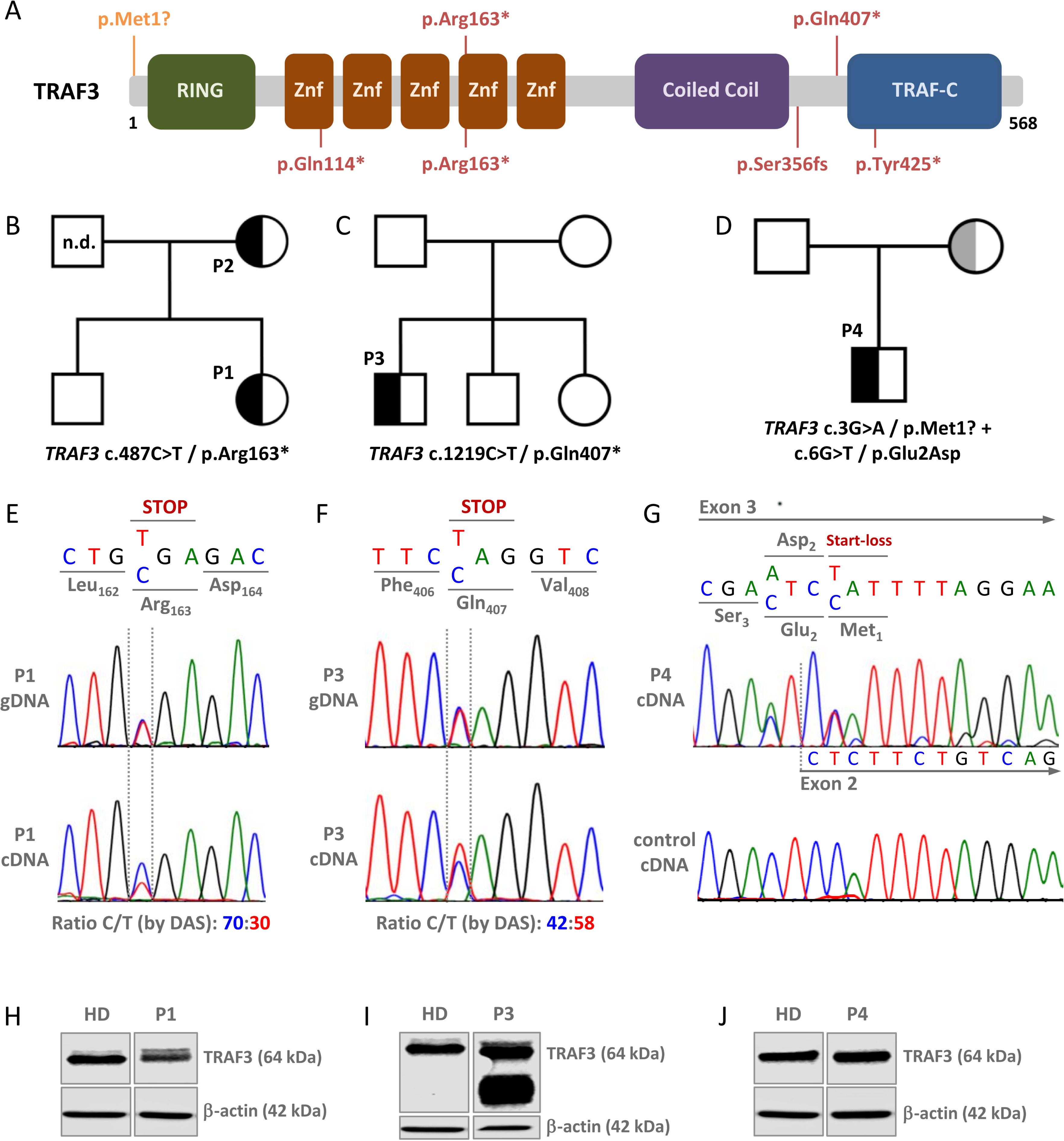 Heterozygous Predicted Loss-of-function Variants of TRAF3 in Patients with Common Variable Immunodeficiency