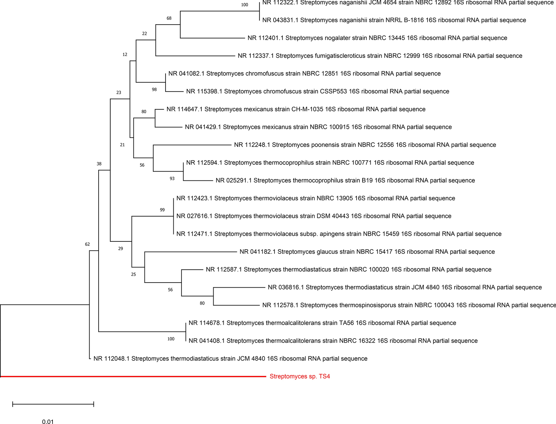 Optimized production and characterization of a thermostable cellulase from Streptomyces thermodiastaticus strain