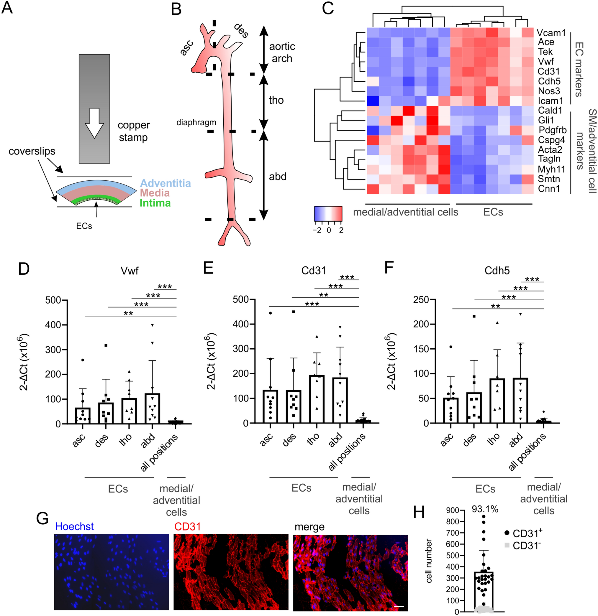 Site-specific genetic and functional signatures of aortic endothelial cells at aneurysm predilection sites in healthy and AngII ApoE−/− mice