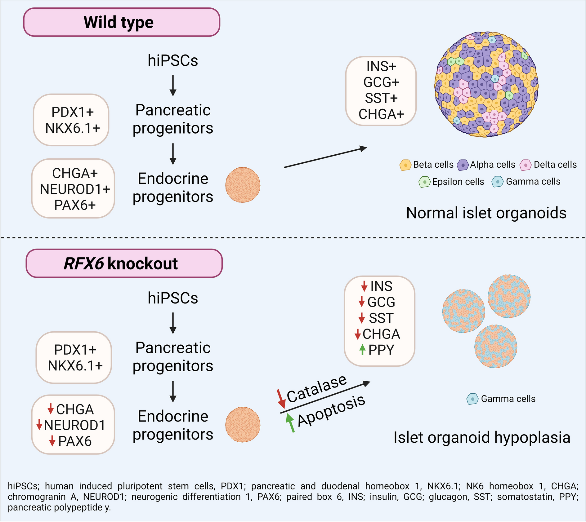 Deletion of RFX6 impairs iPSC-derived islet organoid development and survival, with no impact on PDX1+/NKX6.1+ progenitors