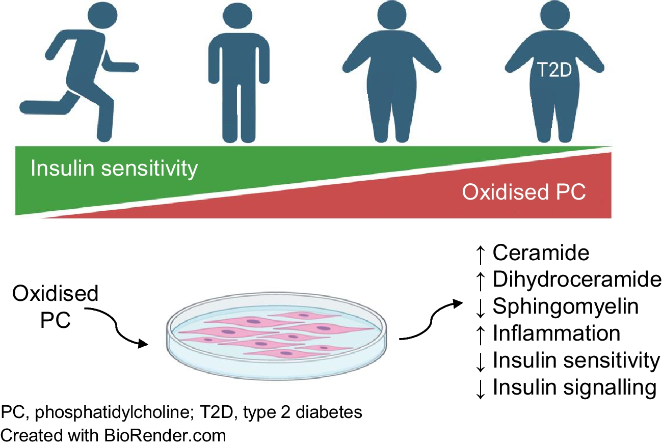 Oxidised phosphatidylcholine induces sarcolemmal ceramide accumulation and insulin resistance in skeletal muscle