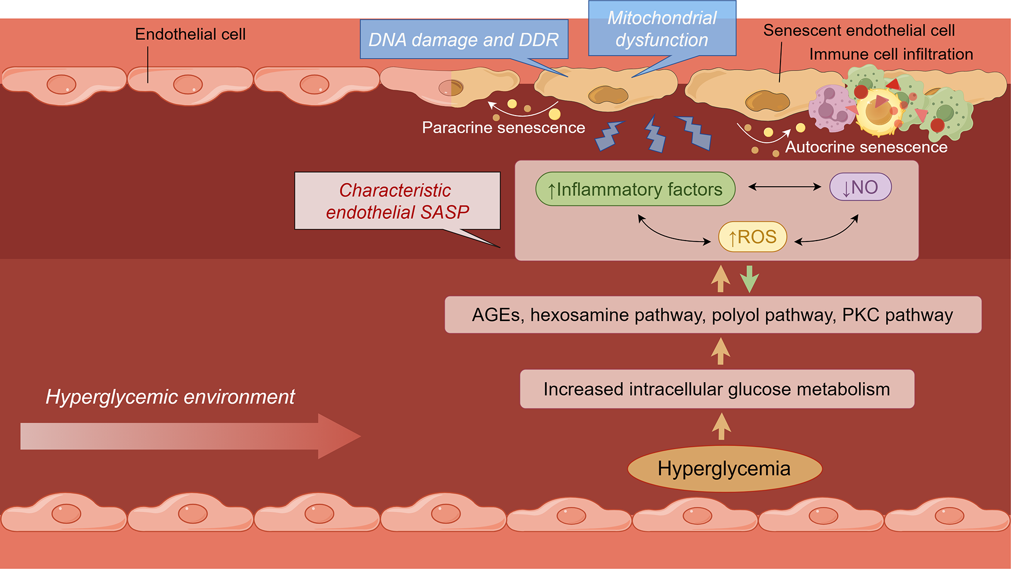 Senescent endothelial cells: a potential target for diabetic retinopathy