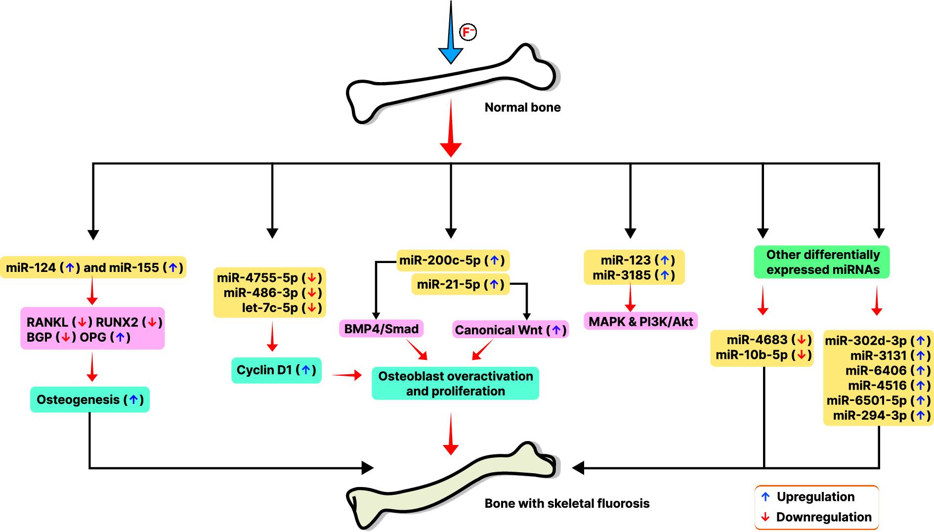 MicroRNAs in fluorosis pathogenesis: impact on dental, skeletal, and soft tissues